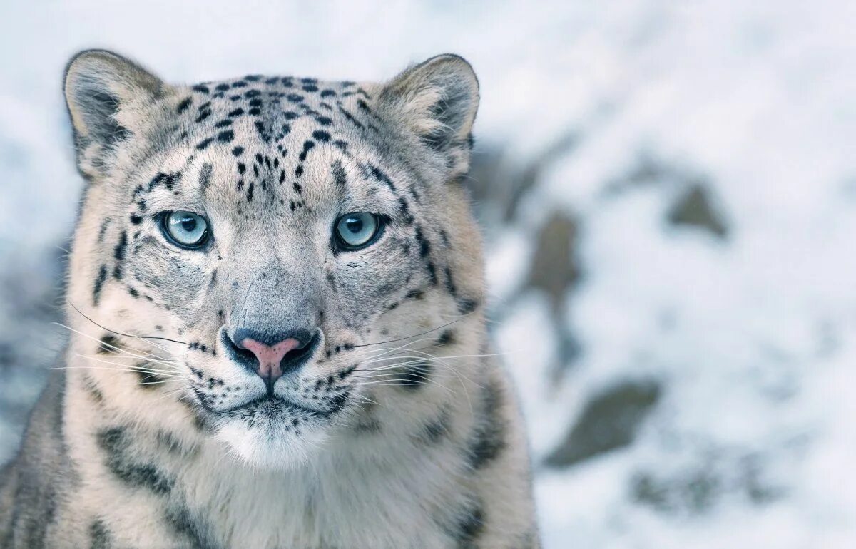 Картинки исчезающих животных Stunning new photos show the faces of animals on the verge of extinction Endange