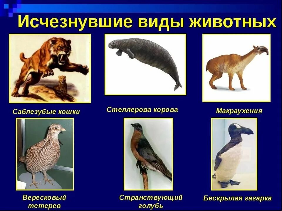 Картинки исчезающих животных Исчезнувшие виды: о вымерших животных" 2022, Гусь-Хрустальный - дата и место про