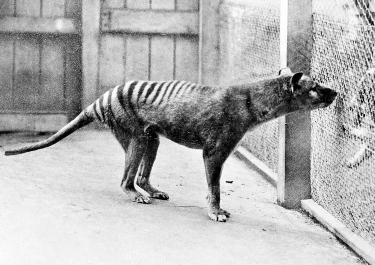 Картинки исчезающих животных История Исчезновения Тасманского Волка - Сообщество "Это интересно знать..." на 