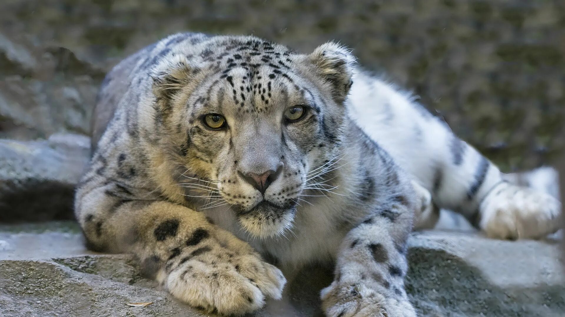 Картинки исчезающих животных Download wallpaper 1920x1080 snow leopard, eyes, predator, big cat full hd, hdtv