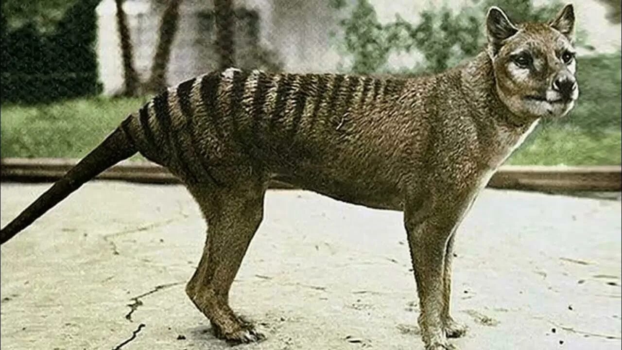 Картинки исчезающих животных Тасманский тигр и его история. Tasmanian tiger and its history - YouTube