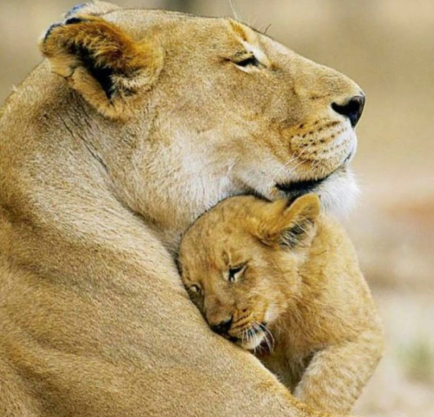 Картинки ищи животных Pin by Carla Robertson-Nevarez on Big Cats/Lions Animals, Cute animals, Baby ani
