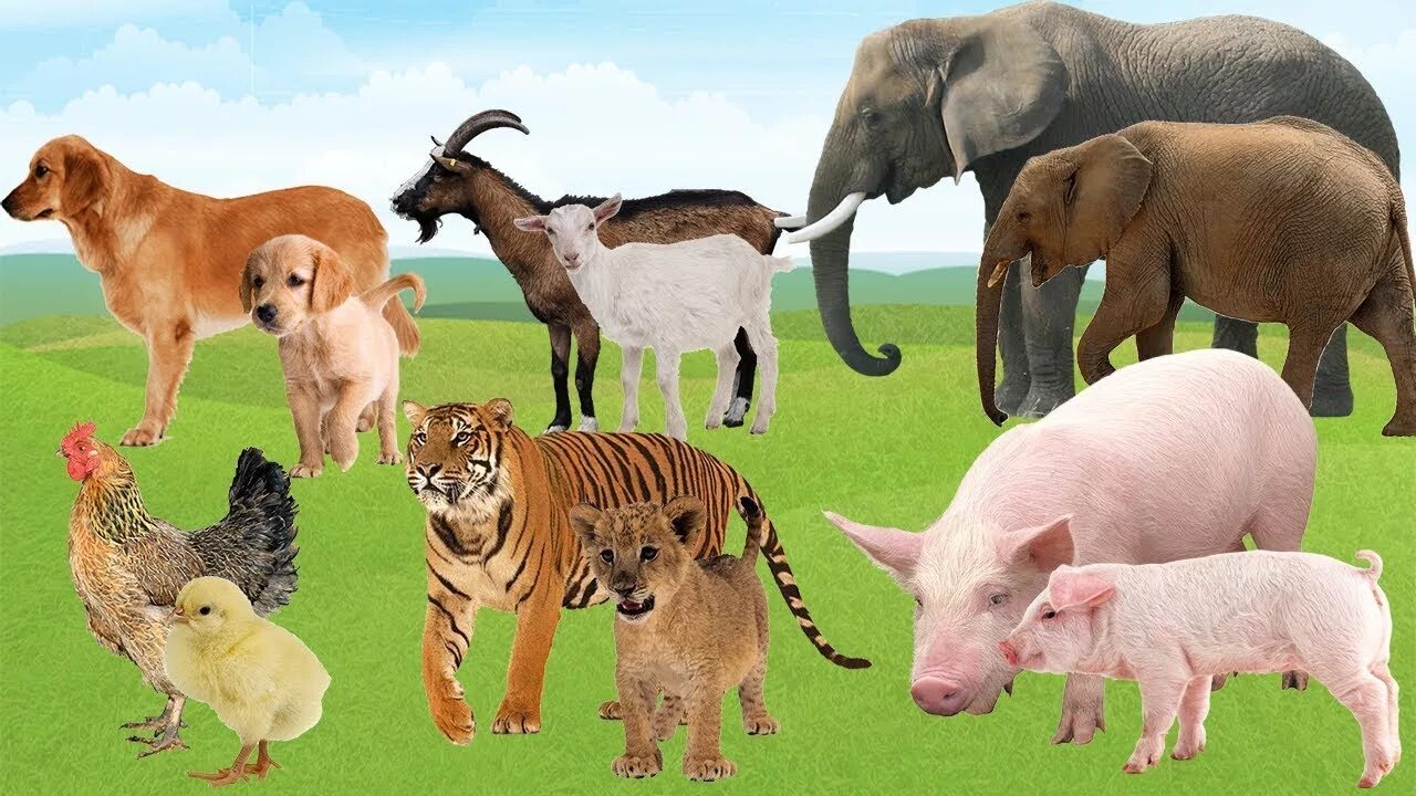 Картинки изучать животных Animals Farm Baby Find Mom. Learn Animals Names and Sounds for Kids. Cartoon for