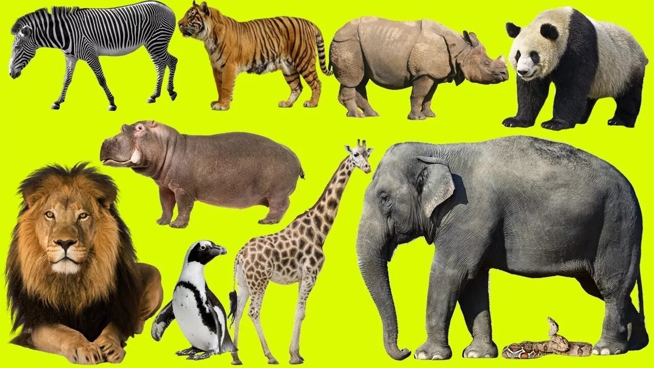 Картинки изучать животных Baby Play Animal Match Up ! Puzzle for kids zoo animals ! Learn Animal Names - Y