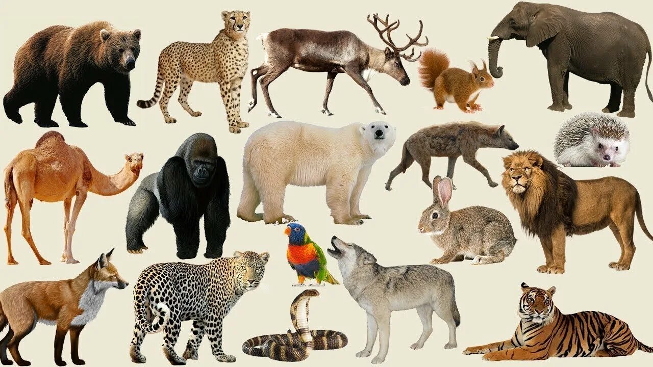 Картинки изучать животных ANIMAL SOUNDS LOGAD, ZEBRA, JELLYFISH, ELEPHANT, CHAMELEON - YouTube