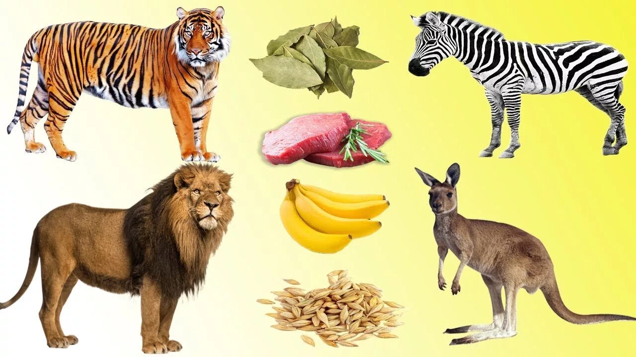 Картинки изучение животных Tiergeräusche für kinder tiere lernen für kleinkinder VIDEO 3D tiere lernen im d
