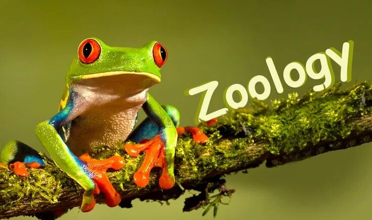 Картинки изучение животных Zoology Assignment Help Red eyed tree frog, Frog species, Tree frogs