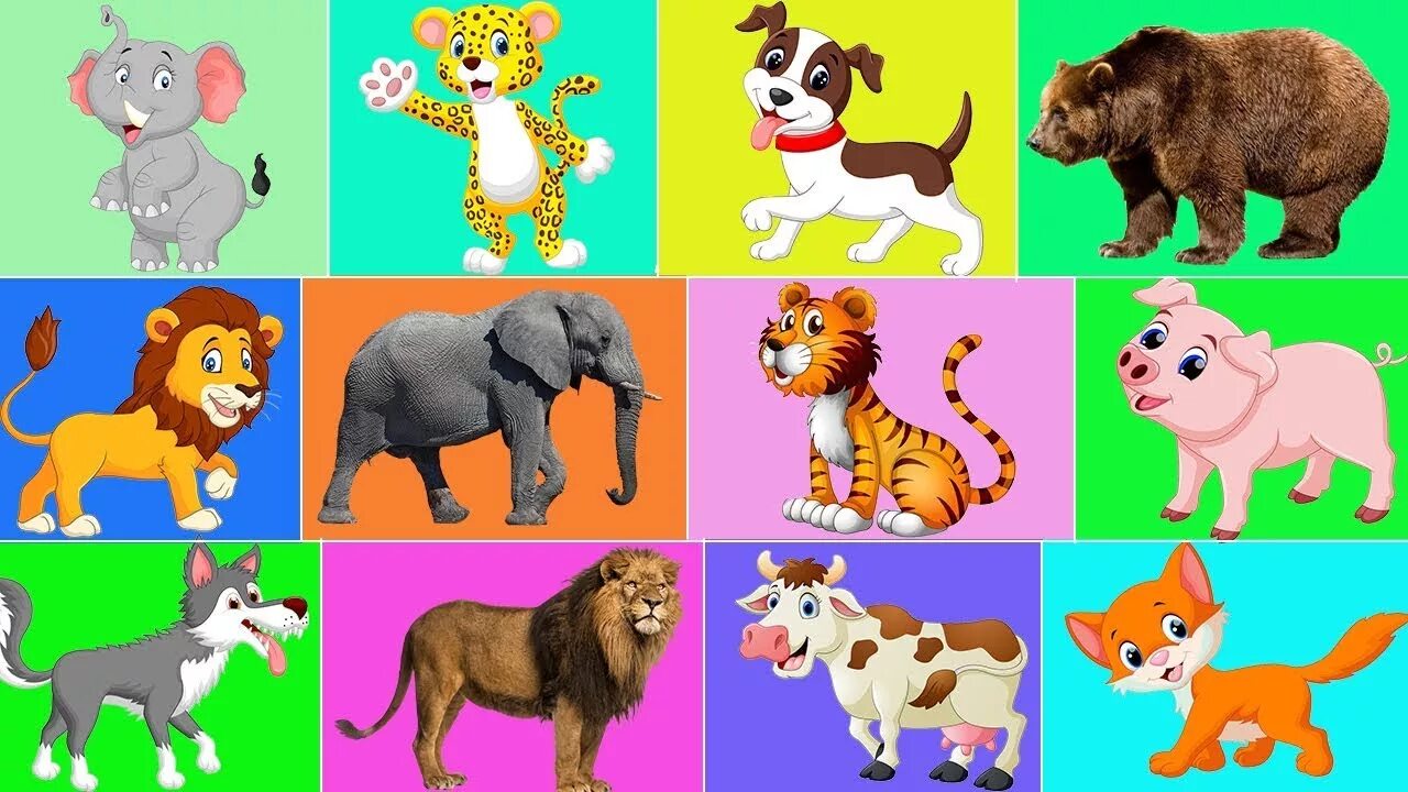 Картинки изучение животных Fun & Educational Learning Video Funny Animals for Kids Learn Animals for Childr