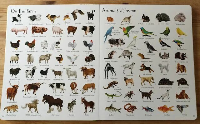 Картинки как называются животные Usborne Books Review Usborne books, Usborne, Books