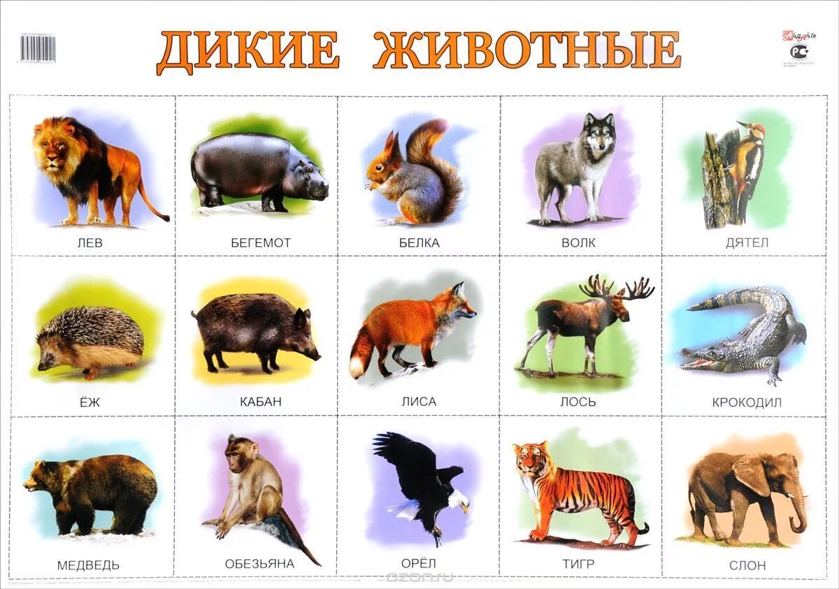 Картинки как называются животные Картинки ИЗОБРАЖЕНИЕ ЖИВОТНЫХ НАЗЫВАЕТСЯ