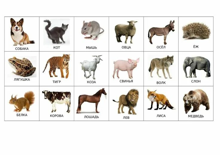 Картинки как называются животные Pin on Animaux en crochet faciles Animal flashcards, Zoo animals, Preschool acti