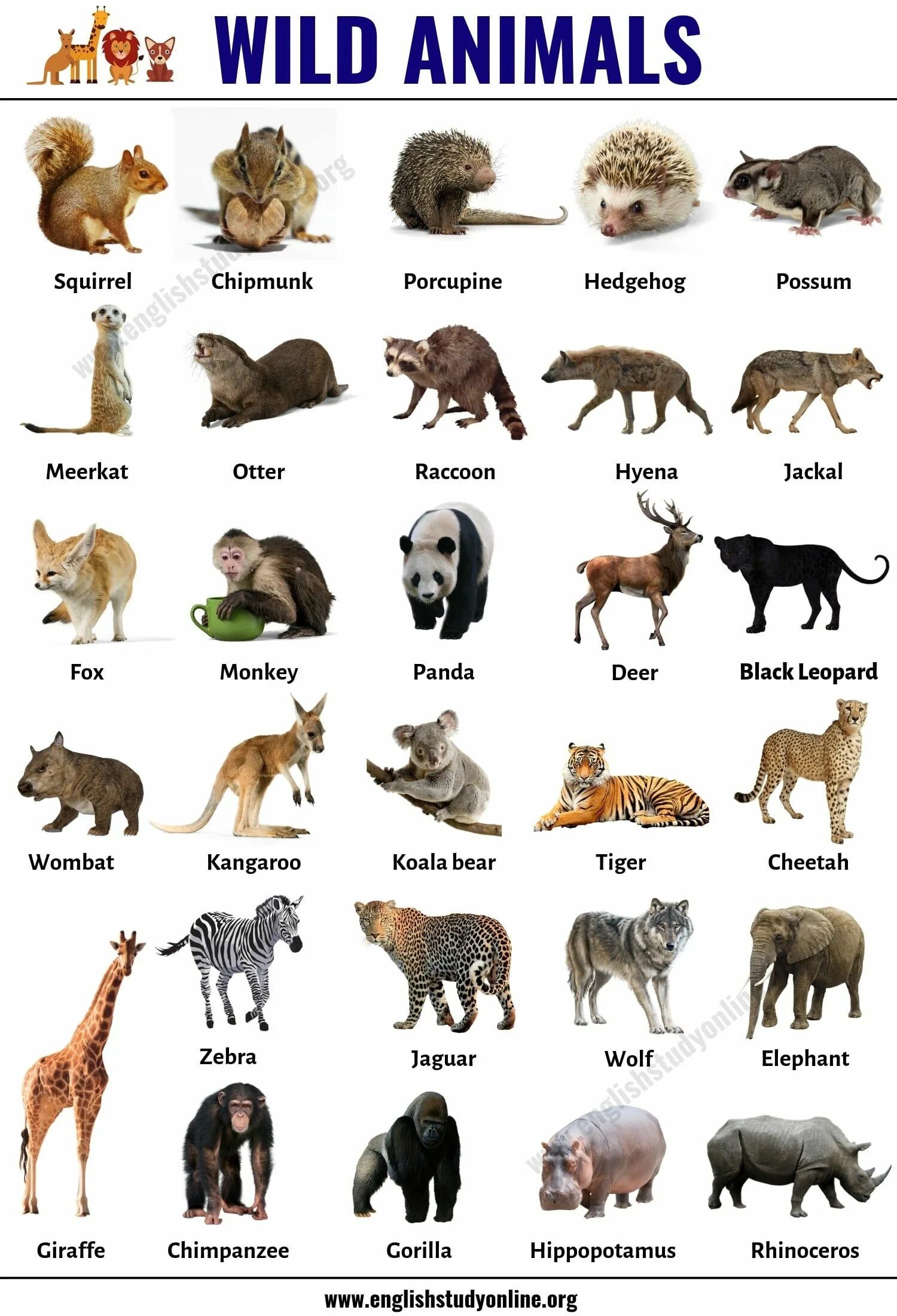 Картинки как называются животные Wild Animals: List of 30+ Popular Names of Wild Animals in English - English Stu