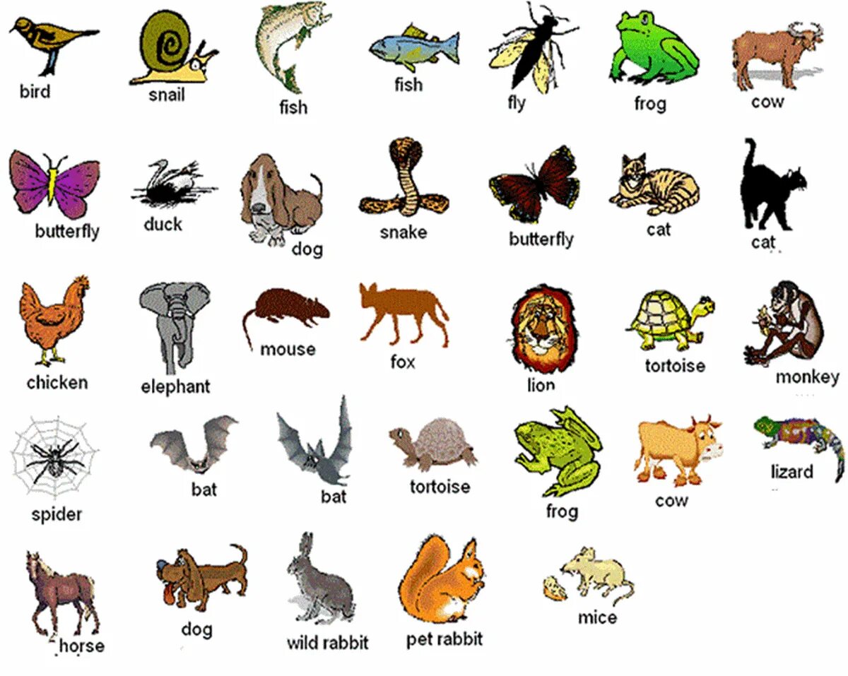 Картинки как называются животные Animals in English Animals name in english, Learn english, English vocabulary