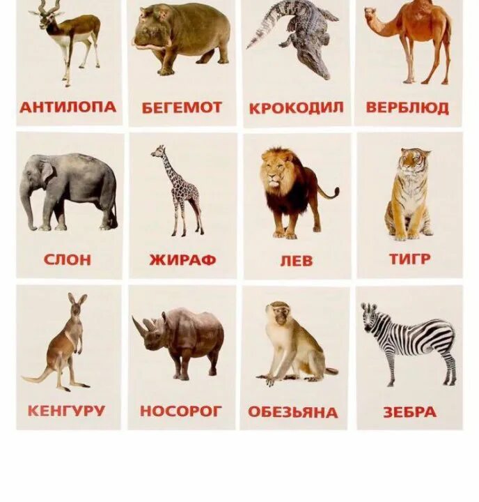 Картинки как называются животные Обучающие карточки по методике домана - купить в Казани, цена 40 руб., продано 3