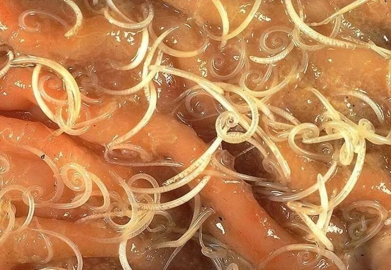 Картинки как выглядят глисты Create meme "parasites , worms Giardia , helminths " - Pictures - Meme-arsenal.c