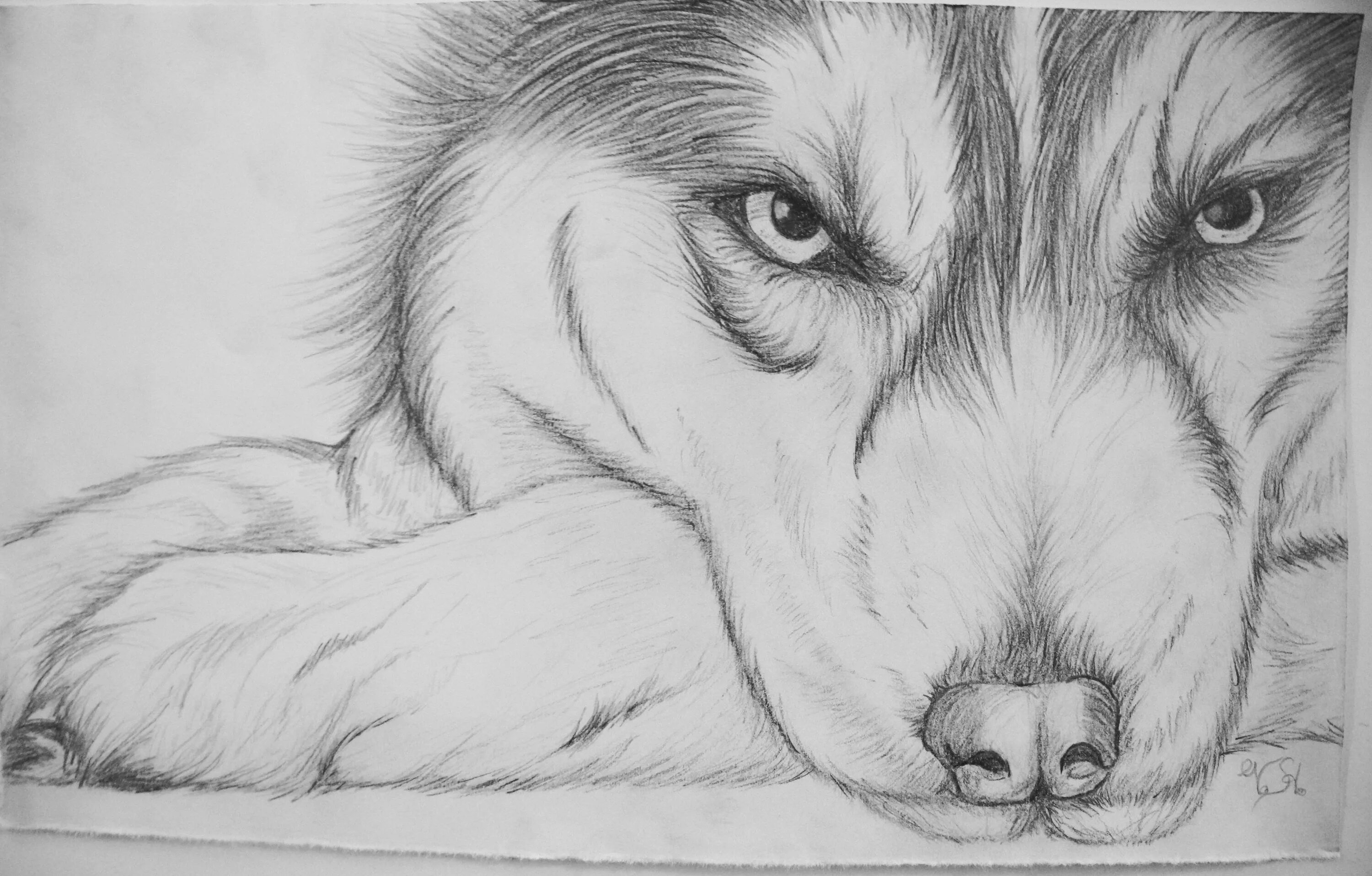 Картинки карандашом животные для детей Husky sketch Sketches, Animal drawings sketches, Husky drawing