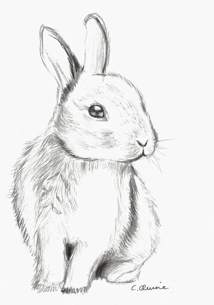 Картинки карандашом животные для детей drawing painting in 2020 Animal drawings, Bunny sketches, Bunny drawing