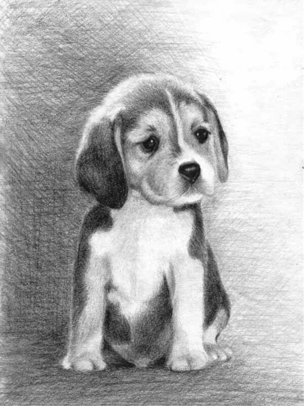 Картинки карандашом животные для детей Щенок бигля Realistic animal drawings, Animal drawings, Charcoal art