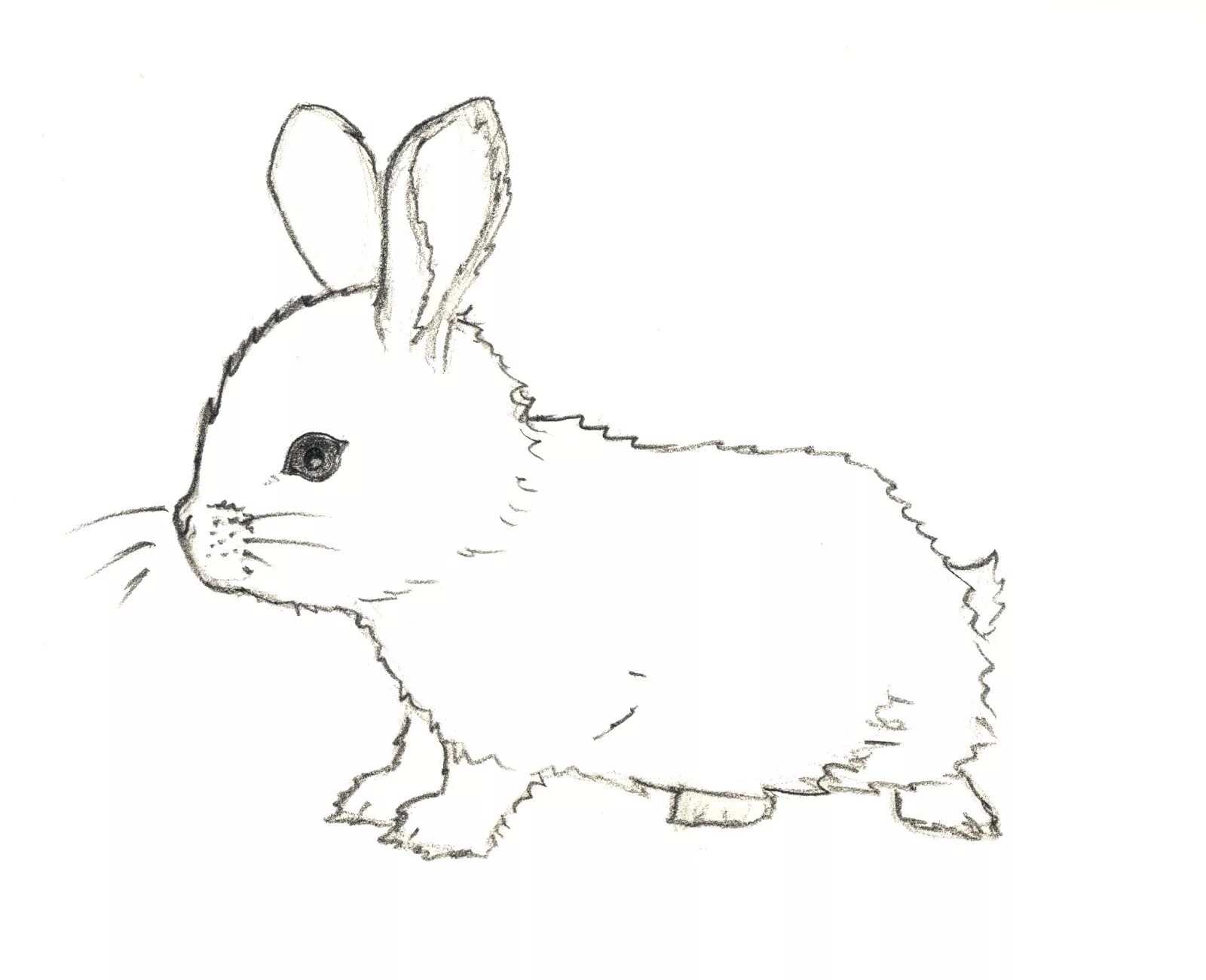 Картинки карандашом животные для детей Baby Bunny Drawing at PaintingValley.com Explore collection of Baby Bunny Drawin