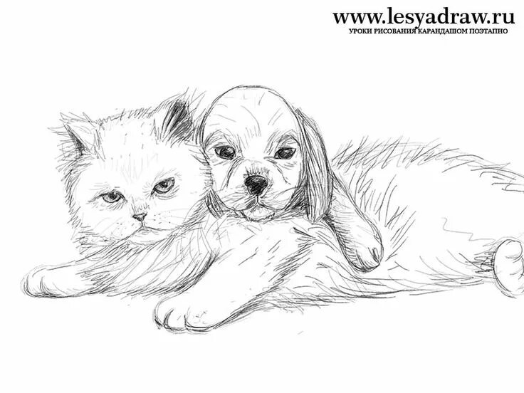 Картинки карандашом животные для детей katze-mit-hund-zeichnen-lernen Hund zeichnen, Hund malen, Tiere zeichnen