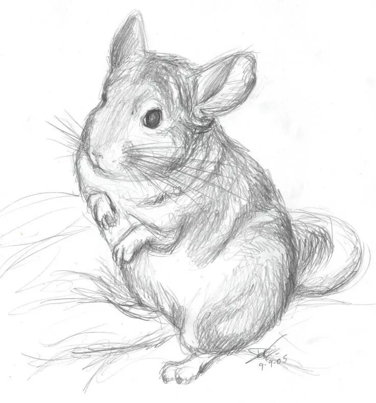 Картинки карандашом животные для детей Cute chinchilla drawing. Chinchilla, Drawing sketches, Animal sketches
