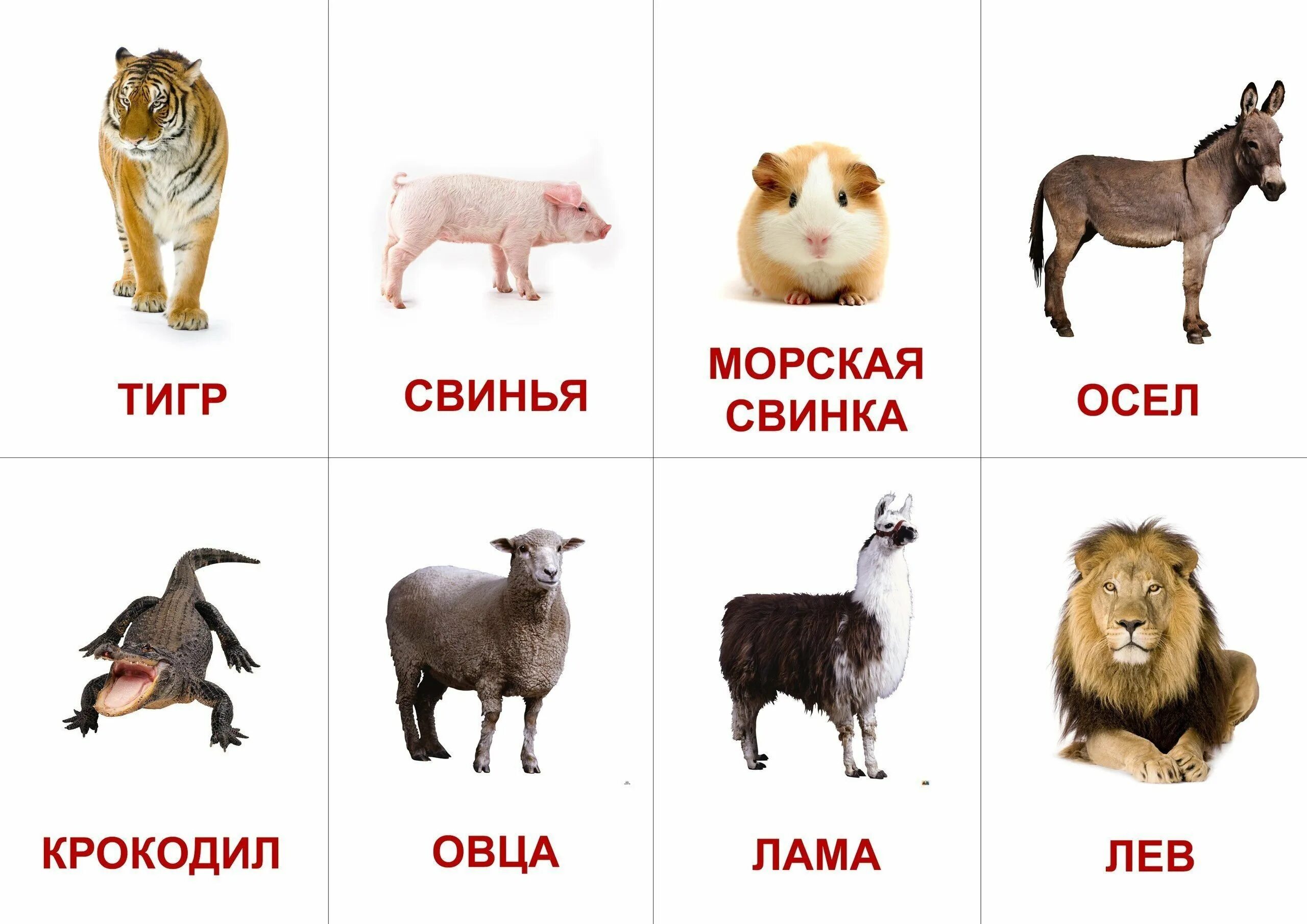 Картинки карточки домашние дикие животные Обучающие карточки животные