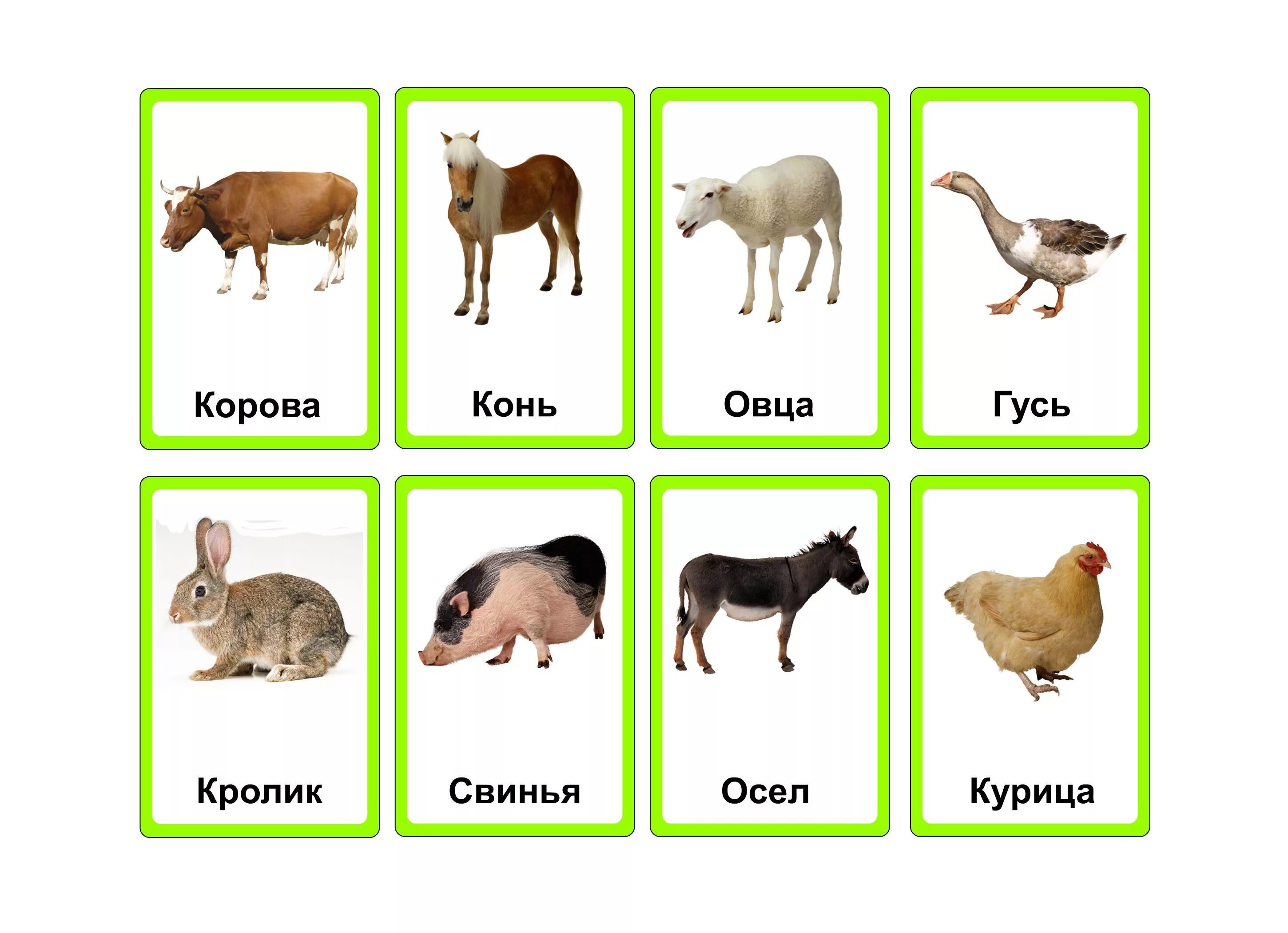 Картинки карточки домашние дикие животные Карточки с животными для детей Printables kids, Garden pond design, Comics