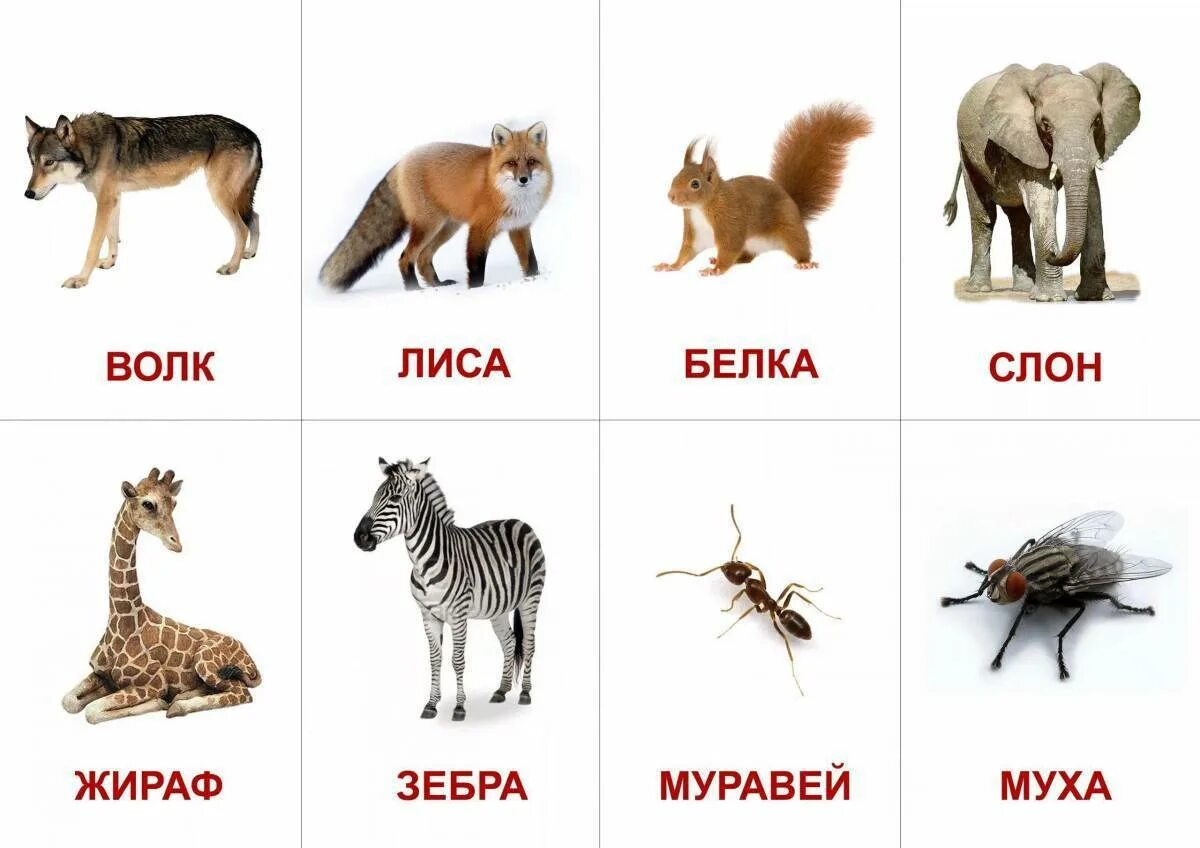 Картинки карточки домашние дикие животные Картинки Дикие и домашние животные (38 шт.) - #3416