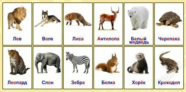 Картинки карточки домашние дикие животные Развивающие карточки