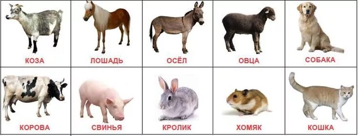 Картинки карточки домашние дикие животные Домашнее животное, Картинки домашних животных, Животные