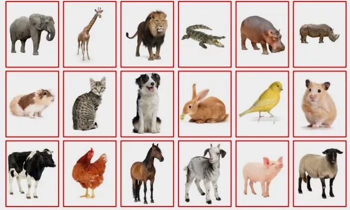 Картинки карточки домашние дикие животные 2015-04) Hvem er hvem (dyr #1)? Food animals, Animals, Golden retriever