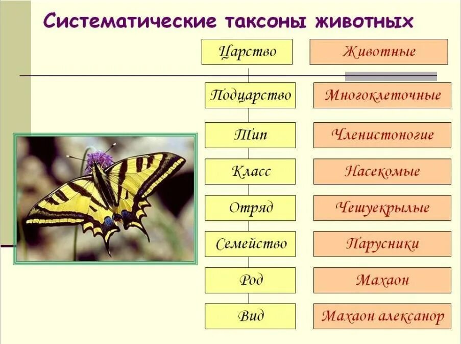 Картинки классификация животных Последовательность систематических таксонов тип подтип: найдено 60 изображений