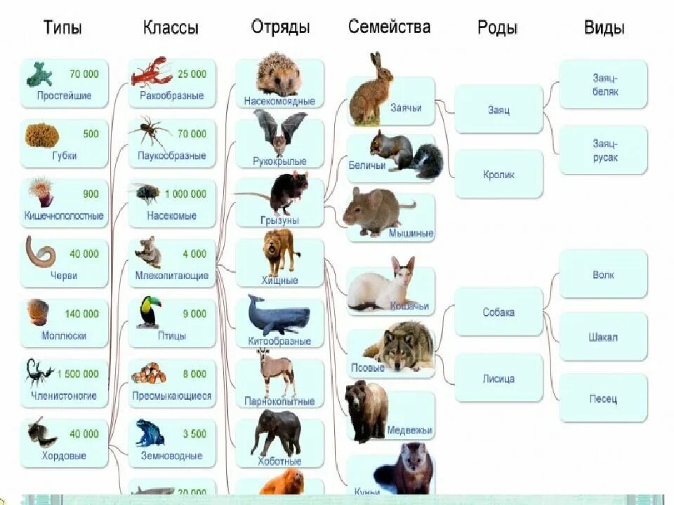 Картинки классификация животных Картинки ЖИВОТНЫЕ РОД ОТРЯД КЛАСС