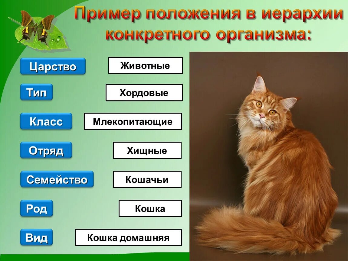 Картинки классификация животных Картинки ПРИМЕРЫ КЛАССИФИКАЦИИ РАСТЕНИЙ И ЖИВОТНЫХ 5 КЛАСС
