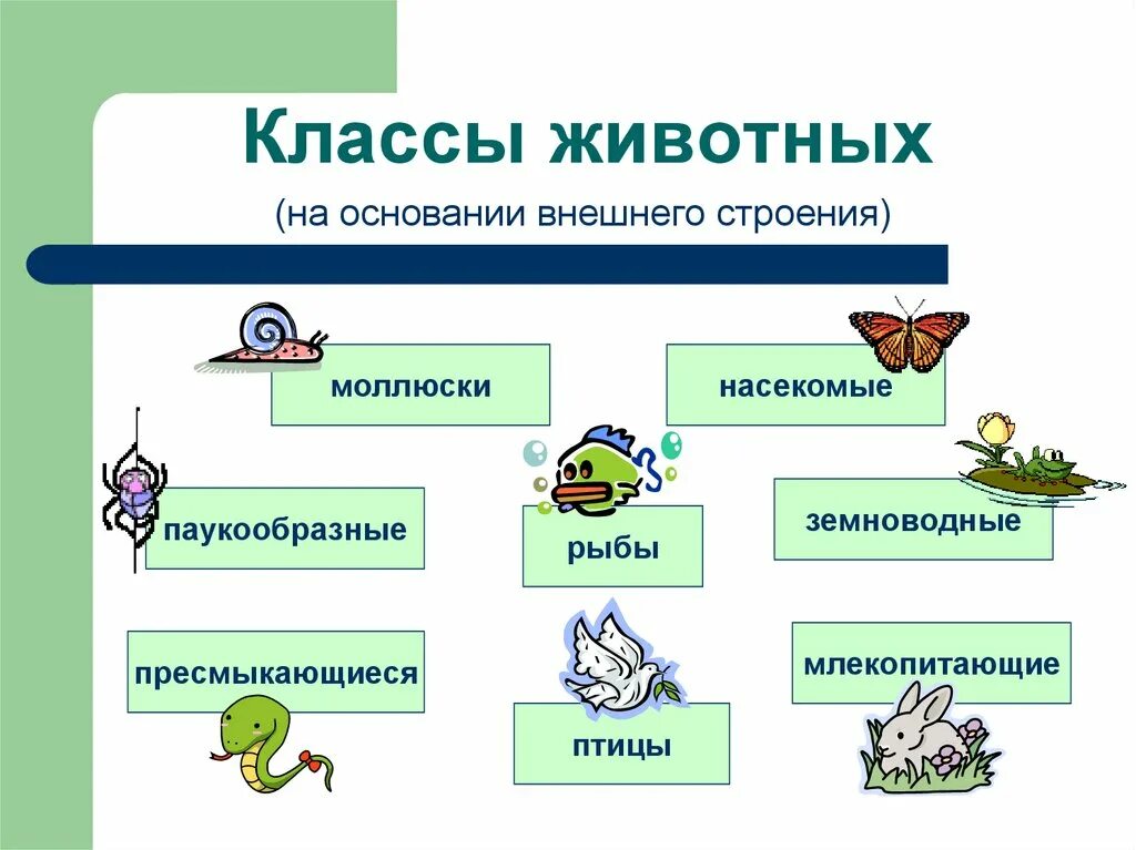 Картинки классификация животных Животные 5 класс биология конспект урока