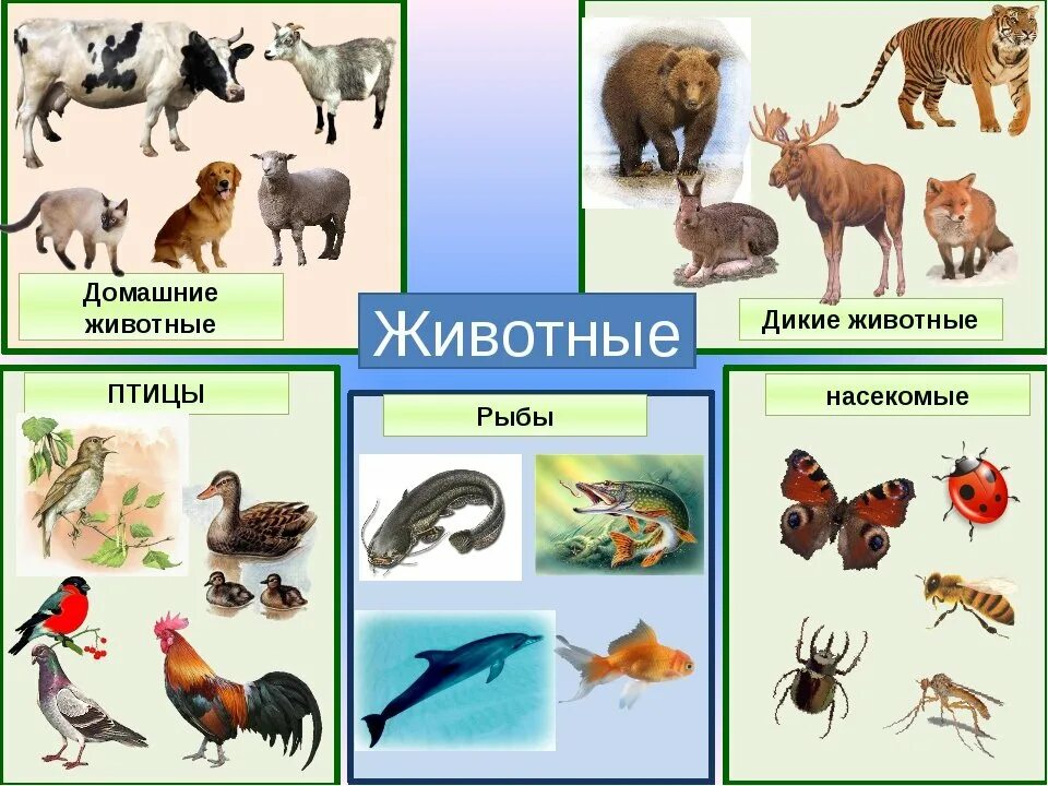 Картинки классификация животных Животные это 2 класс окружающий: найдено 79 изображений