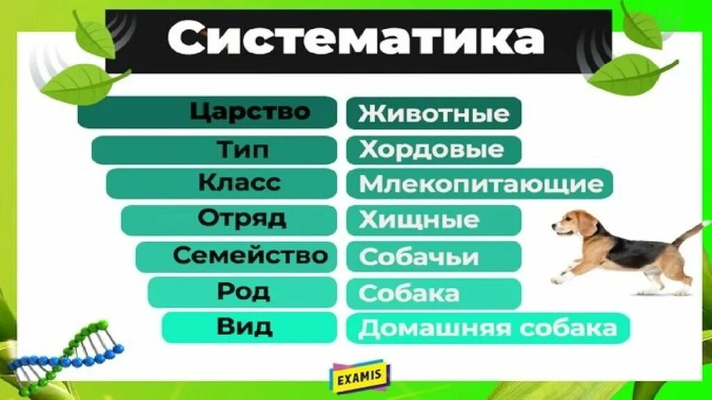 Картинки классификация животных Класс вид род семейство по порядку животные: найдено 53 изображений