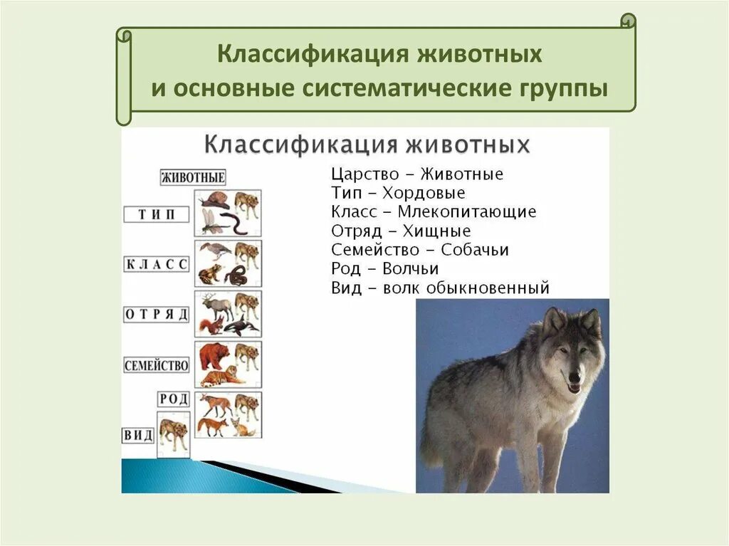 Картинки классификация животных Картинки ОСНОВНЫЕ КАТЕГОРИИ СИСТЕМАТИКИ ЖИВОТНЫХ 8 КЛАСС