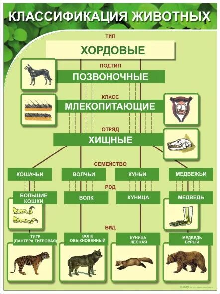 Картинки классификация животных Картинки НАЗВАНИЕ ОРГАНИЗМОВ ОТНОСЯЩИХСЯ К ЦАРСТВУ ЖИВОТНЫЕ