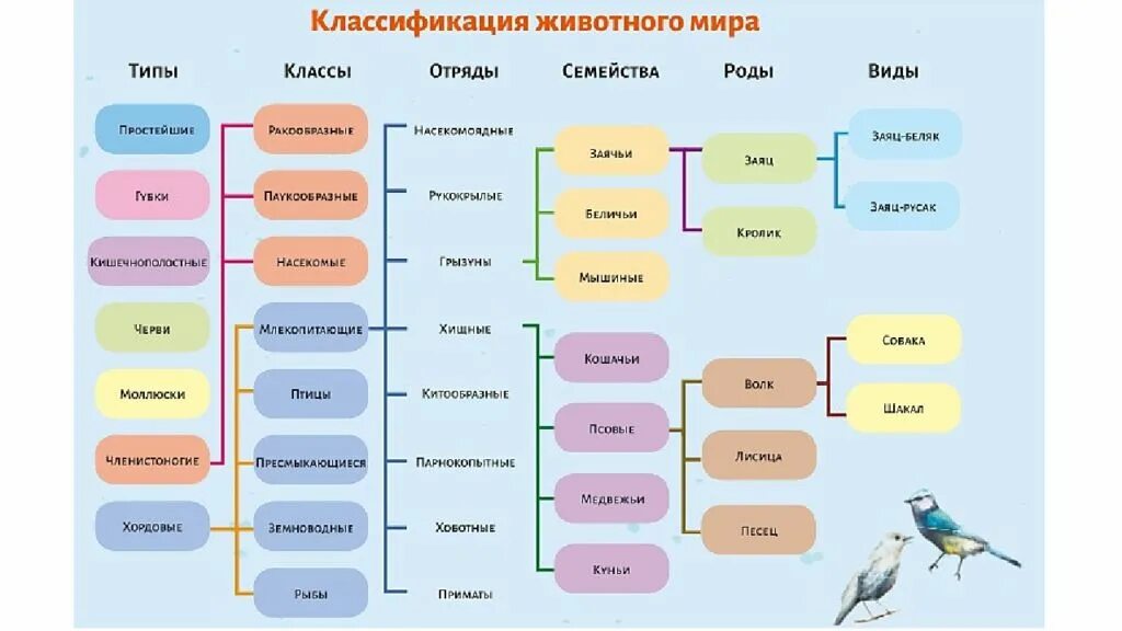 Картинки классификация животных Картинки ОСНОВНЫЕ КАТЕГОРИИ СИСТЕМАТИКИ ЖИВОТНЫХ 8 КЛАСС