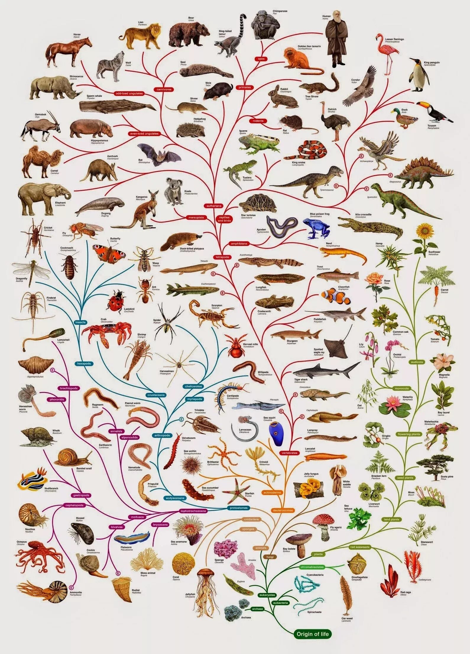 Картинки классификация животных Sign in Phylogenetic tree, Darwin tree of life, Theory of evolution