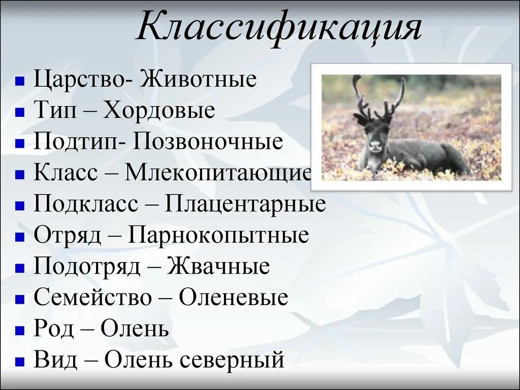Картинки классификация животных Картинки СИСТЕМАТИЧЕСКАЯ ЕДИНИЦА ЦАРСТВА ЖИВОТНЫХ