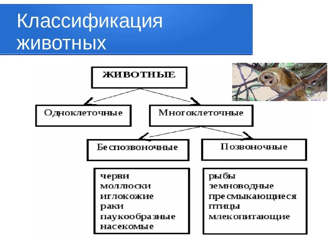 Картинки классификация животных Картинки КЛАССИФИКАЦИЯ БИОЛОГИЧЕСКИХ ПРИЗНАКОВ