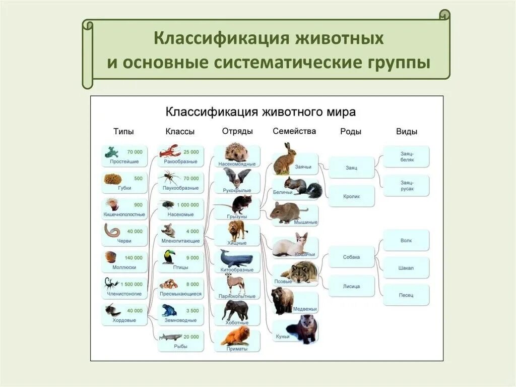 Картинки классификация животных Картинки СИСТЕМАТИЧЕСКАЯ ЕДИНИЦА ЦАРСТВА ЖИВОТНЫХ