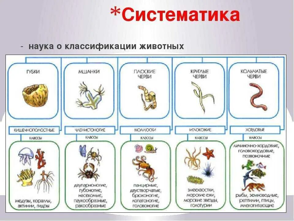 Картинки классификация животных Картинки СИСТЕМАТИЧЕСКАЯ ЕДИНИЦА ЦАРСТВА ЖИВОТНЫХ