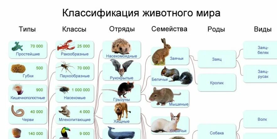 Картинки классификация животных Картинки ОСНОВНЫЕ КАТЕГОРИИ СИСТЕМАТИКИ ЖИВОТНЫХ 8 КЛАСС