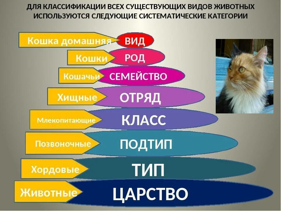 Картинки классификация животных Категория питомцев