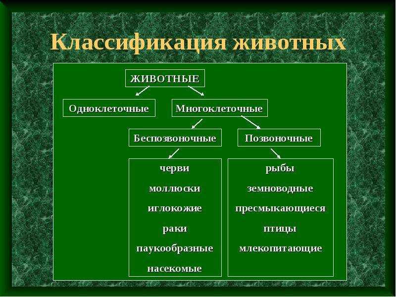 Картинки классификация животных Butterfly Definition and Classification: Understand Taxonomy