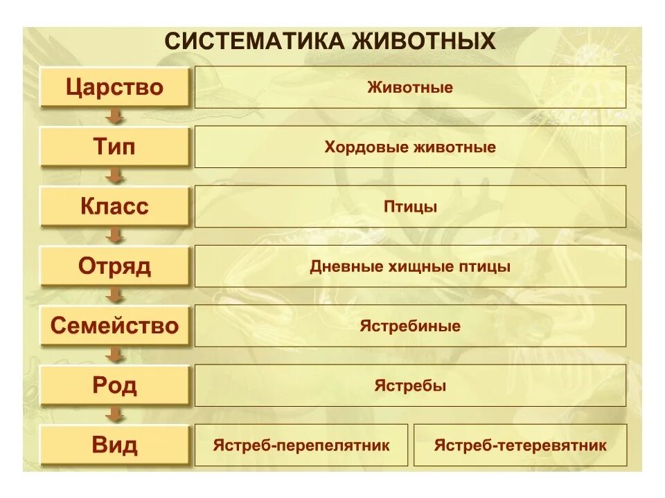 Картинки классификация животных Систематика. Классификация организмов на основании схожести в строении. Вспомина