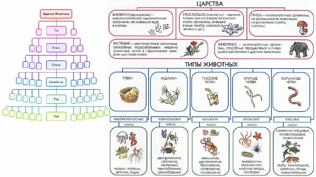 Картинки классификация животных План рассказа о многообразии и классификации животных: найдено 89 изображений